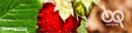 Fragaria Vesca Thumb